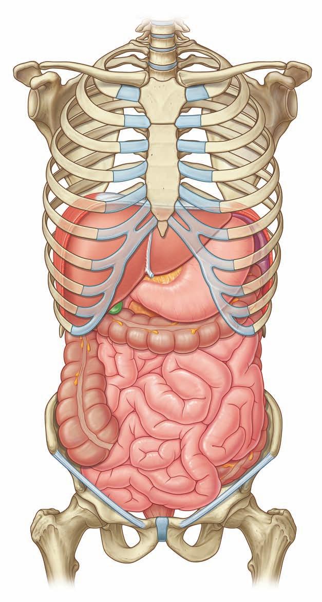 Jama brzuszna thorax arcus costalis lien hepar ventriculus colon intestinum tenue Ryc.