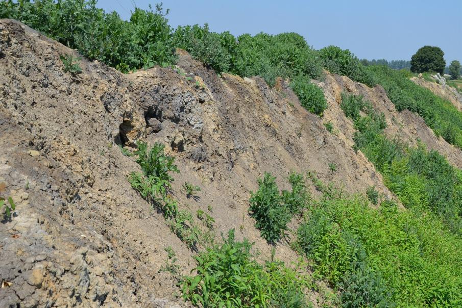 Rys. 9. Skarpa niezabezpieczona w czasie eksploatacji: lokalne osuwisko; uszkodzenia erozyjne ochronnej.