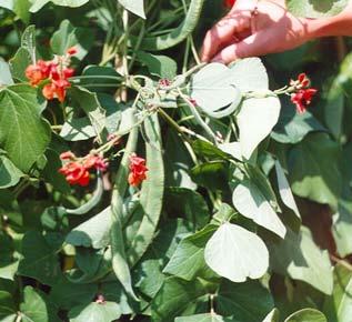 Runner bean (Phaseolus coccineus L.) biology and use 119 constitute a good fodder as an admixture to souring [Asch and Hart 2004, Makri and Doxastakis 2006, Contreas-Govea et al. 2009].
