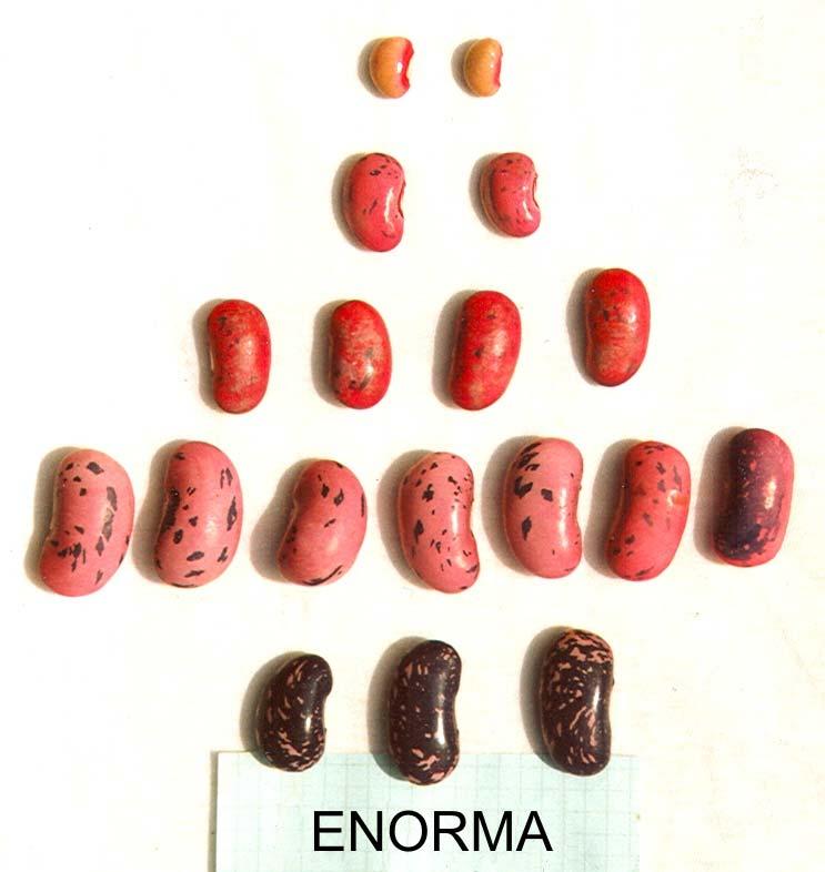 122 H. Łabuda Unripe seeds in pods in the phase of harvest maturity Seeding material Photo 5.