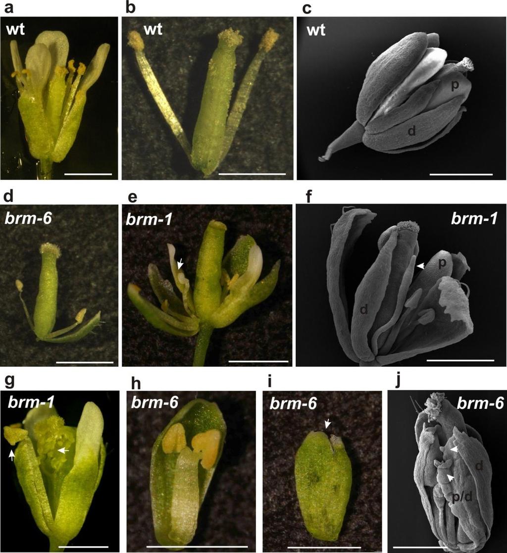 Mutanty Arabidopsis