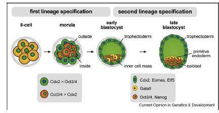 Kluczowe czynniki transkrypcyjne we wczesnej fazie rozwoju ssaków Oct3/4, Sox2, Nanog kluczowe czynniki transkrypcyjne odpowiadające za pluripotencję zarodkowych komórek macierzystych W komórkach ES