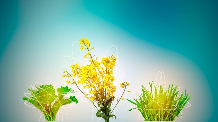 Porter 250 EC FUNGICYD Nowoczesny fungicyd do upraw buraków, pszenicy i rzepaku NOWOC NCJA
