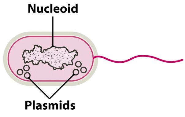 Chromosomy i plazmidy Plazmidy mogą być koliste lub liniowe Z reguły mniejsze od chromosomów, ale mogą być bardzo duże (megaplazmidy) Plazmidy zwykle są opcjonalne, mogą też występować u