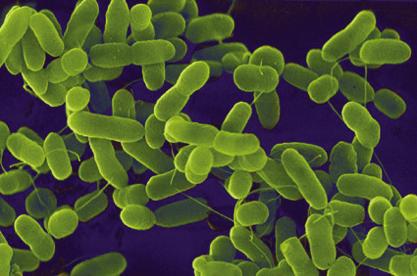 Co to jest Escherichia coli?