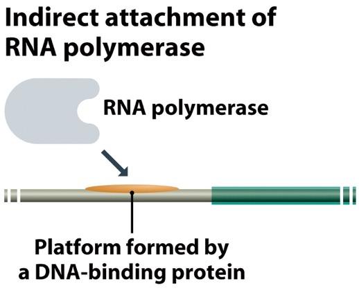Archaea i Eukaryota - polimeraza oddziałuje