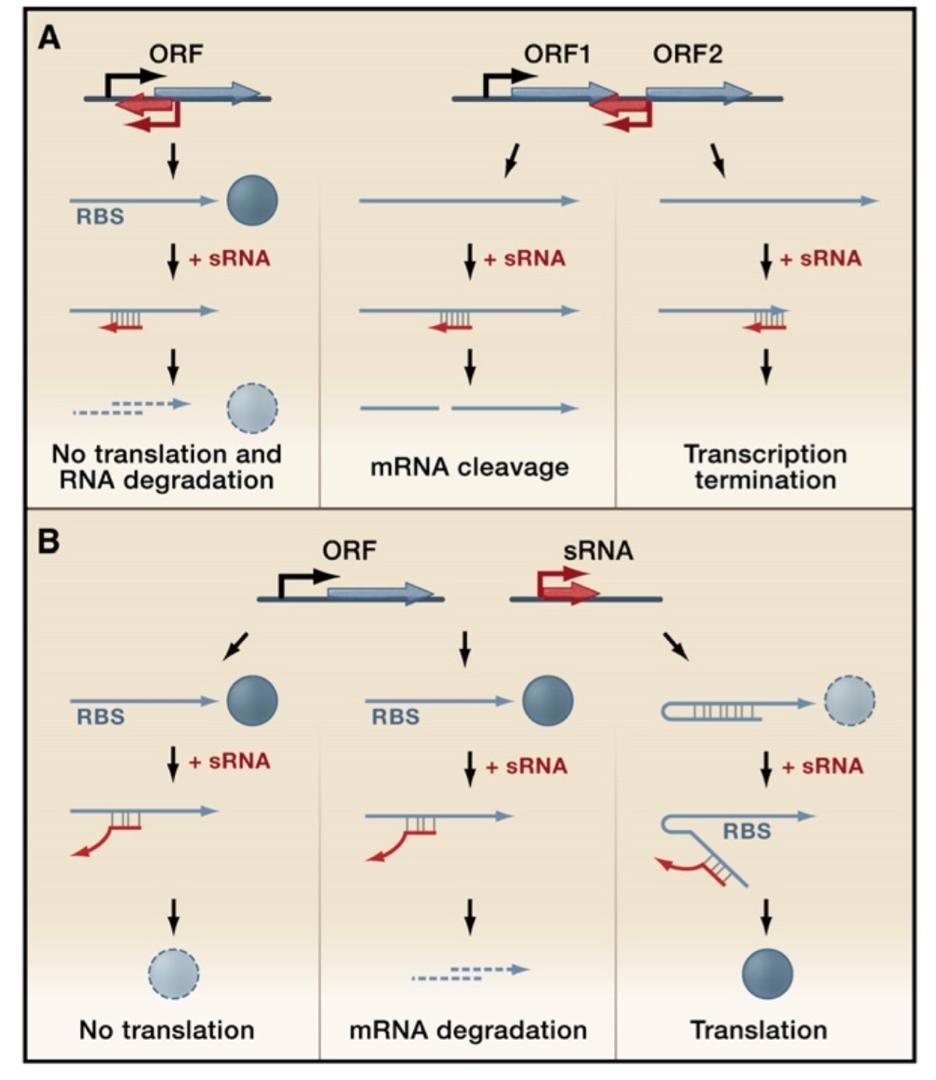 RNA jako elementy trans Waters