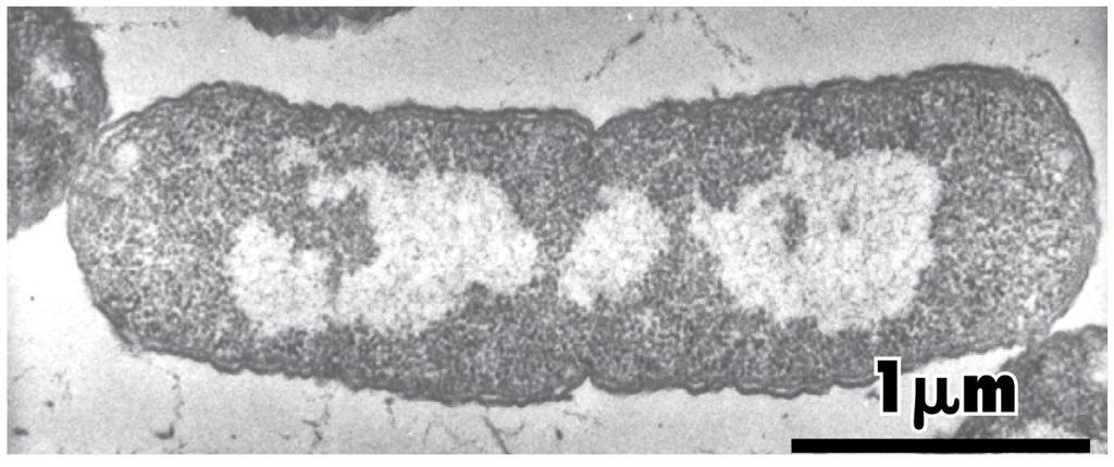 Nukleoid bakterii Figure 8.