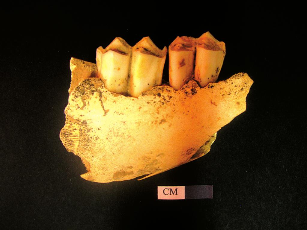 1 2 3 4 Strigiformes Asio flammeus (PONTOPPIDAN) 2 W + til 1954 Piciformes Dryocopus martius (L.) 1 F + Passeriformes - Corvidae Nucifraga caryocatactes (L.) 1 F + Garrulus glandarius (L.