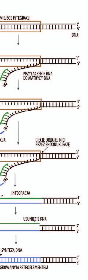 przedłużenie nici cdna; 6 usunięcie większości RNA przez RN-azę; 7 synteza końca 3 drugiej nici DNA; 8 usunięcie pozostałego RNA; 9 przesunięcie syntezy DNA na drugi koniec matrycy; 10 synteza