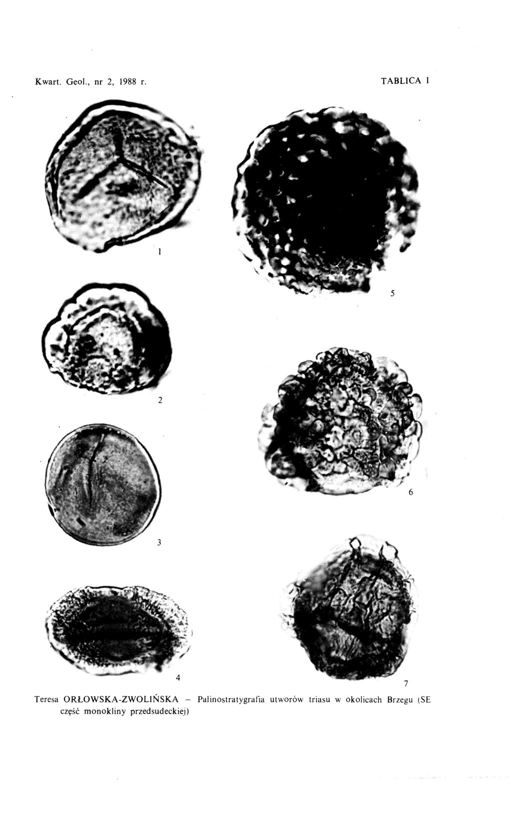 Kwart. Geol., nr 2, 1988 r.