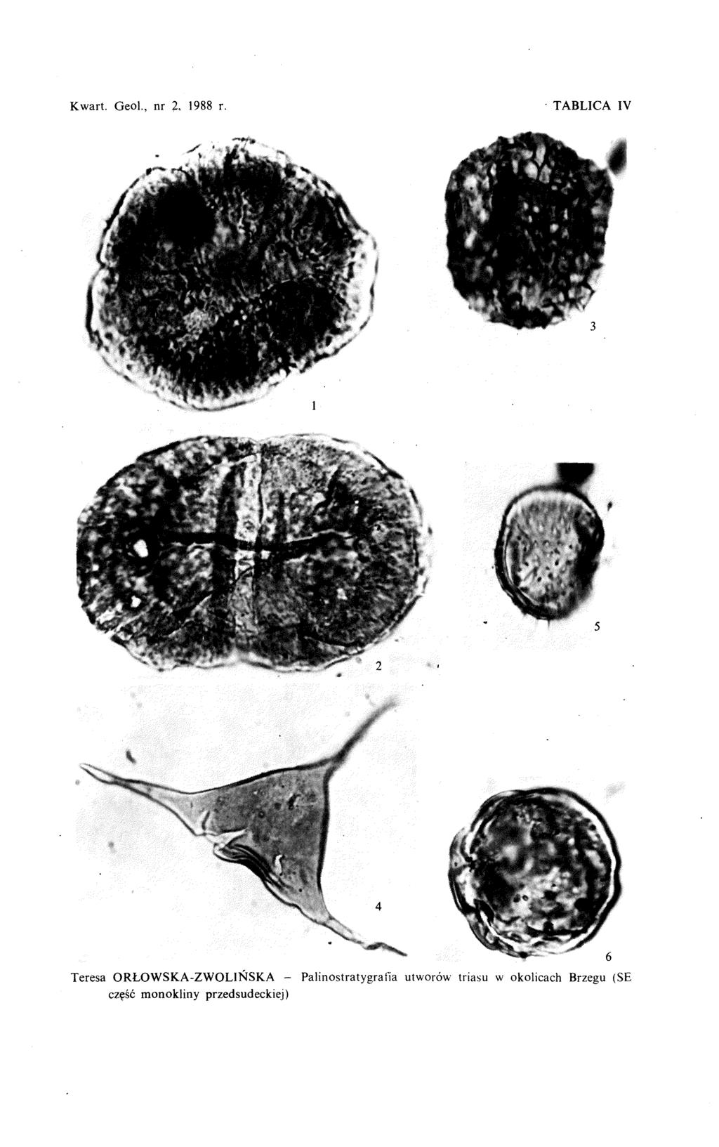 Kwart. Geol., nr 7, 1988 r.