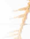 pl 7 77