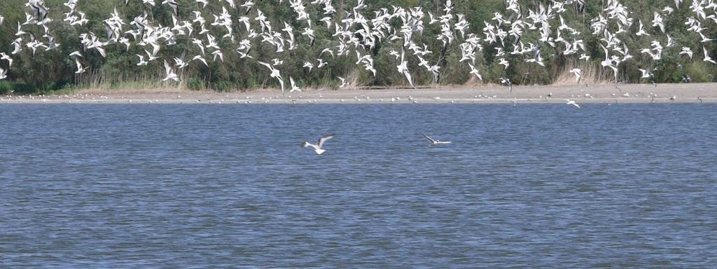 BirdLife International o
