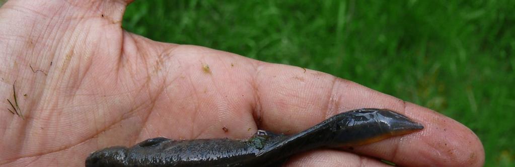 Płazy Traszka grzebieniasta Triturus cristatus Kontrola zbiorników wodnych położonych na badanych obszarach Natura 2000 przyniosła wyniki