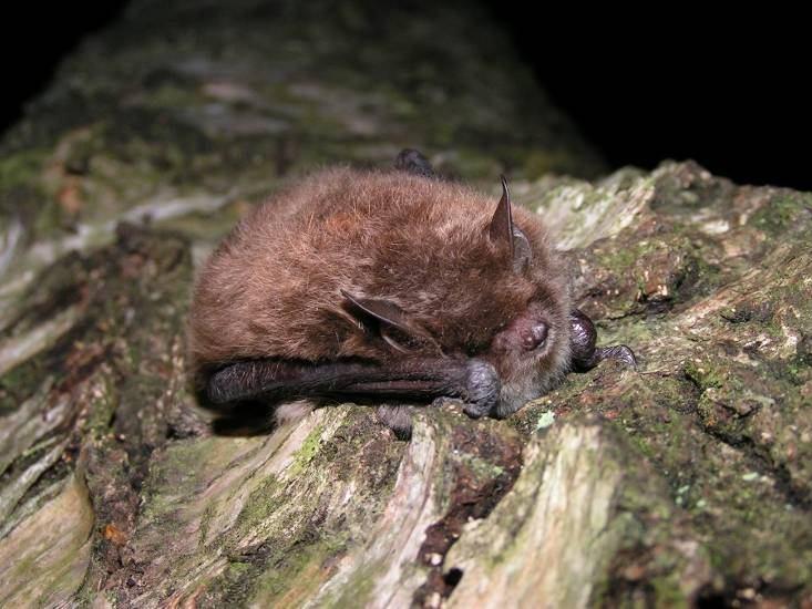 Należy podkreślić lokalizację trzech kolonii rozrodczych nocka rudego Myotis daubentonii, którego stwierdzenia były do tej pory rzadkie na terenie województwa zachodniopomorskiego.