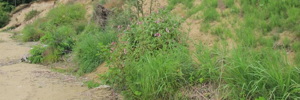 gatunków: soliroda zielnego Salicornia europaea (jedno z dwóch naturalnych stanowisk w naszym kraju) i mannicy nadmorskiej Puccinellia maritima (jedyne potwierdzone stanowisko w Polsce).