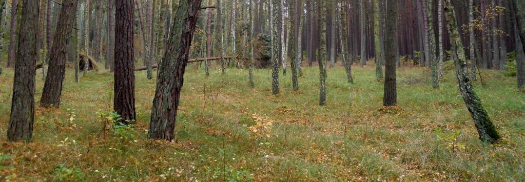 Międzywodzia (fot.