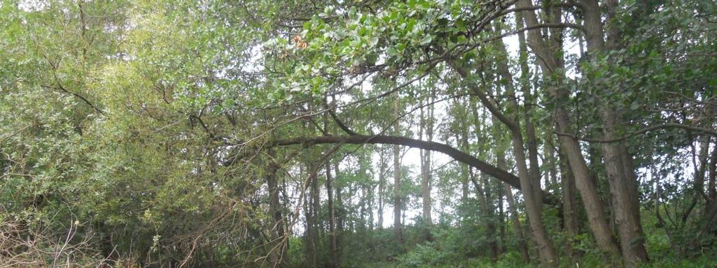 odczyn wody ph 8,6 i przezroczystość 2,4m). W roku badawczym nie stwierdzono masowego rozwoju glonów planktonowych.