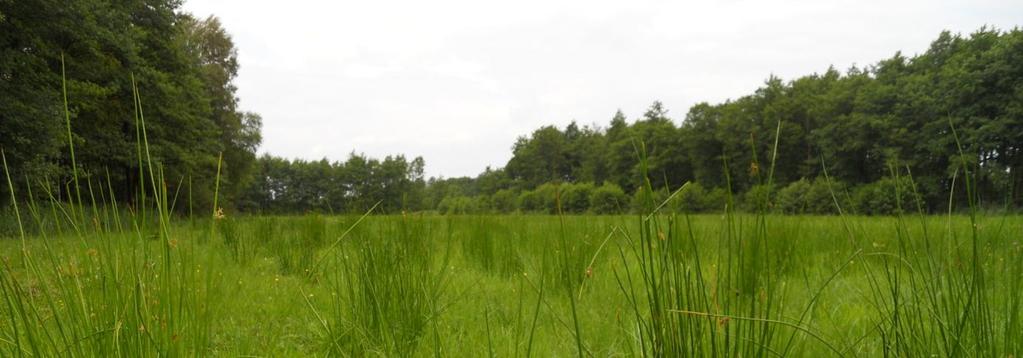 Dusina