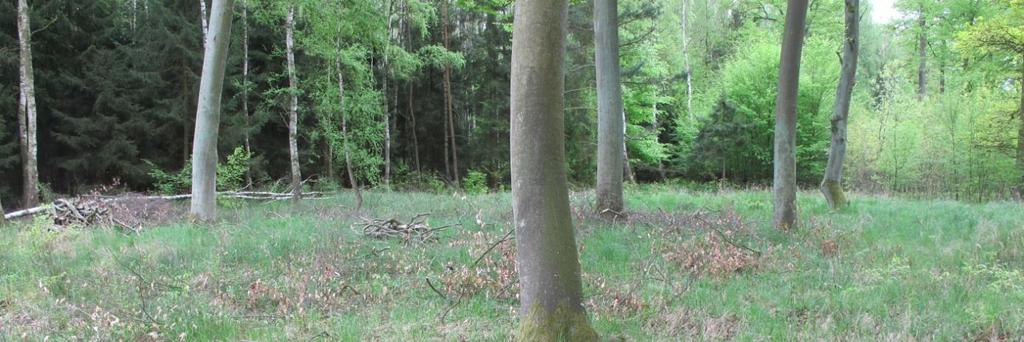 Rozmieszczenie i zasoby Siedlisko zajmuje w ostoi PLB320009 Zalew