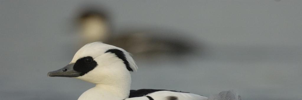 małej możliwa była do uchwycenia dzięki regularnemu (co kilka dni) kontrolowaniu liczby żerujących nad zalewem ptaków, dzięki czemu prawdopodobieństwo trafienia w szczyt przelotu tego gatunku było