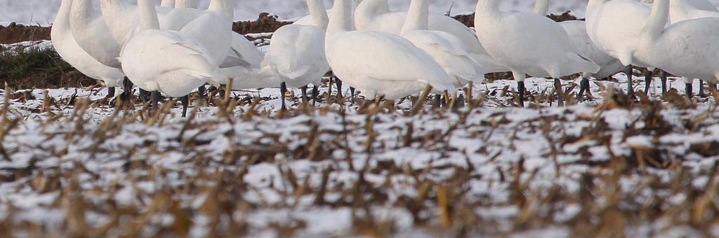 kryteria kwalifikacyjne BirdLife