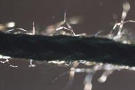 Na zdjęciu widoczne są stosunkowo duże kryształki tego związku, które znajdują się też na strzępkach włókien nici oraz uwalniają się z niej (ryc. 2a).