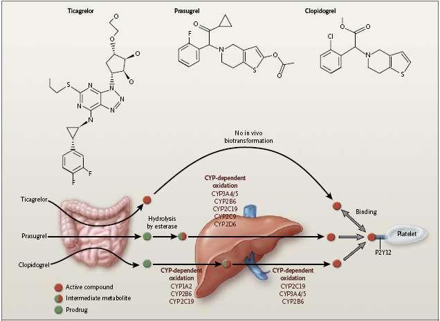 Ticagrelor - faster and more potent antiplatelet effect 2 h 1 h 2 to 6 h Time to full activity Direct 1
