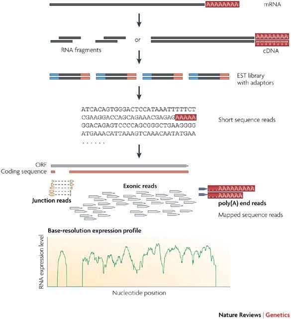 RNA-seq
