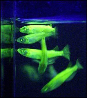 GFP