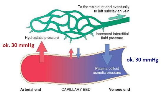 Ciśnienie onkotyczne Ciśnienie onkotyczne - rodzaj ciśnienia osmotycznego powodowanego przez białka obecne w osoczu krwi (głównie albuminy białka produkowane w wątrobie).