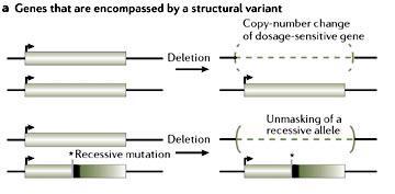 Delecje mogą spowodować zmniejszoną dawkę genu, poprzez usunięcie jednego allelu lub poprzez delecję