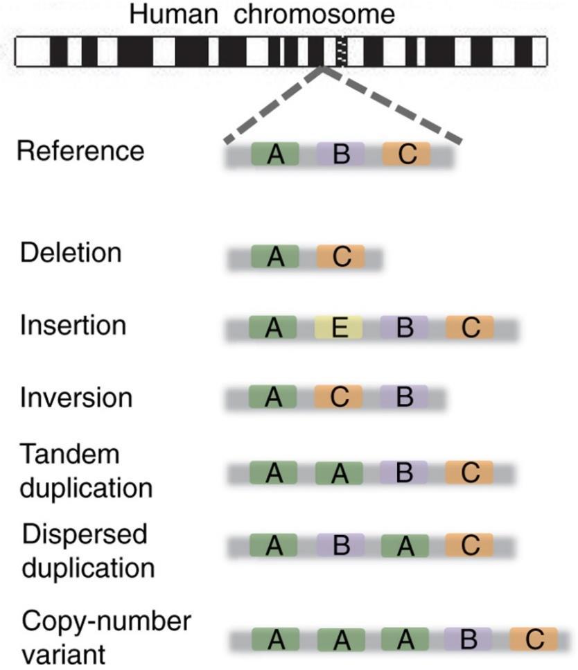Różnice strukturalne SV Monya Baker Structural variation: the genome's hidden