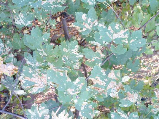 Szrotówek kasztanowcowiaczek Cameraria ohridella Deschka & Dimiæ 127 Fot. 11.