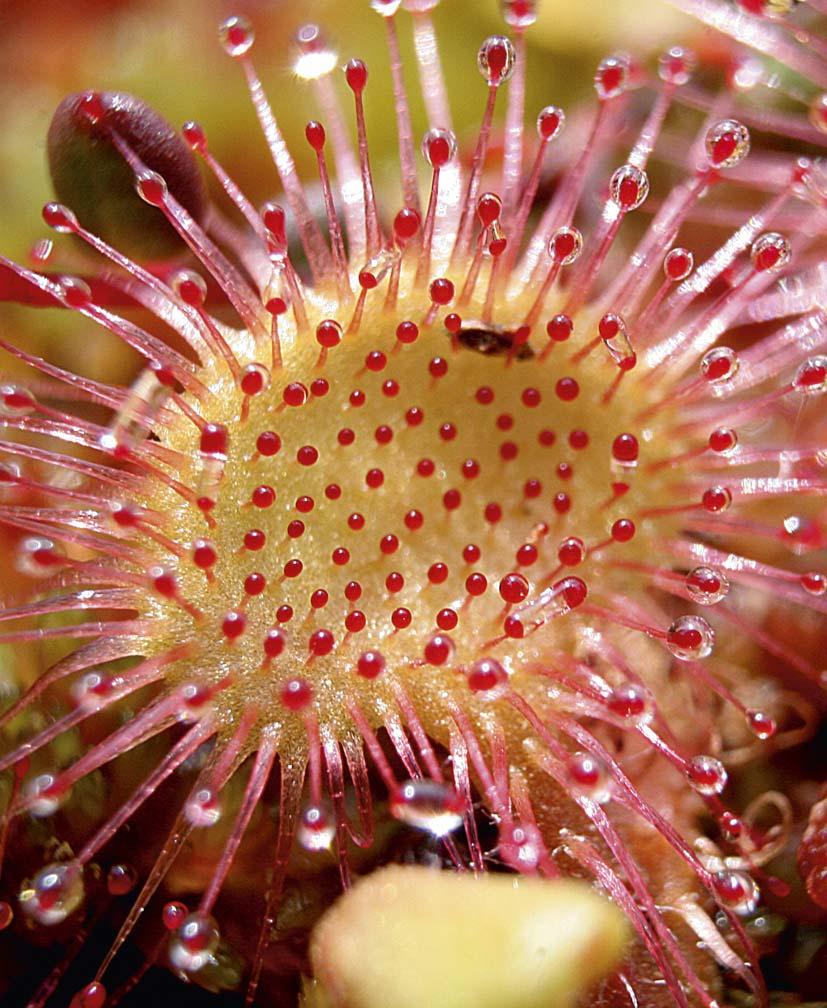 marzec 07 Ochrona bioróżnorodności rezerwatów przyrody Pomorza Pn Wt Śr Cz Pt So N 7 5 6 7 8 9 0 5 6 7 8 9 0 5 6 7 9 0 Rosiczka okrągłolistna Drosera rotundifolia,