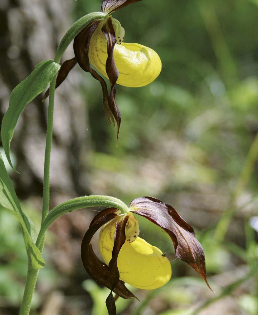 kwiecień 07 Ochrona bioróżnorodności rezerwatów przyrody Pomorza Pn Wt Śr Cz Pt So N 7 9 0 5 6 7 8 9 0 5 6 7 8 9 0 5 6 7 9 0 Obuwik pospolity Cypripedium