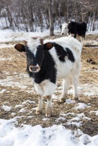 https://www. Małe niedobory niacyny mogą powodować zwolnienie metabolizmu, przez co następuje zmniejszenie tolerancji na zimno.
