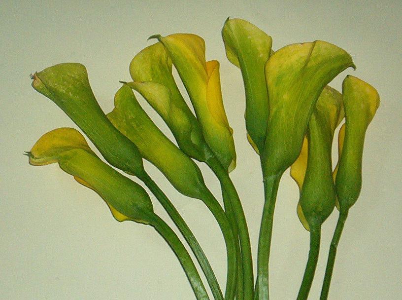 Kwiaty odmiany Florex Gold na pocztku dowiadczenia Fig. 2.