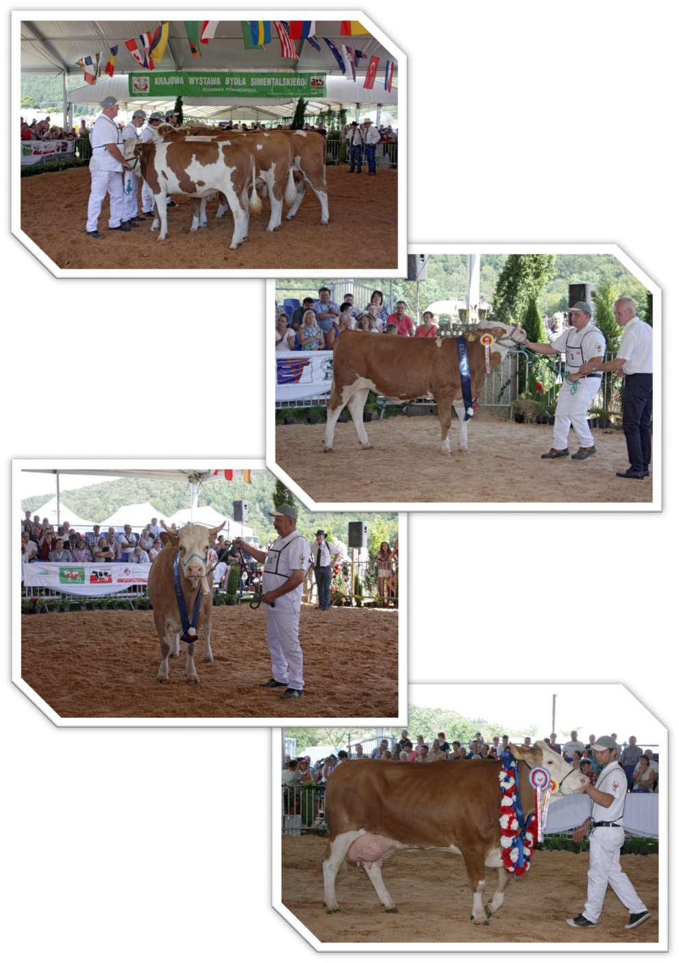 Ocena jałówek Assessment of heifers Jałówka Mola czempion, hod. Z. Gac z Nadolan Heifer Mola champion, breeder Z. Gac from Nadolany Krowa Bryza czempion, hod.