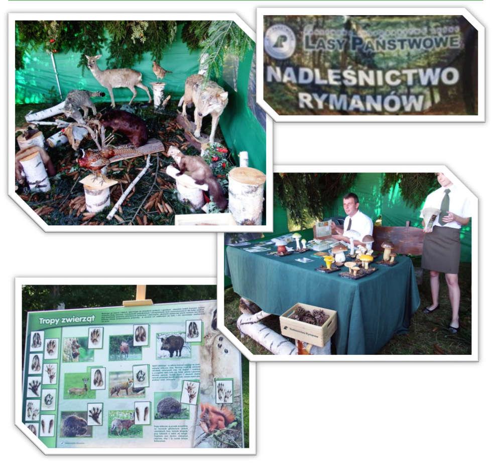Stoisko edukacyjne Nadleśnictwa Rymanów Educational stand of