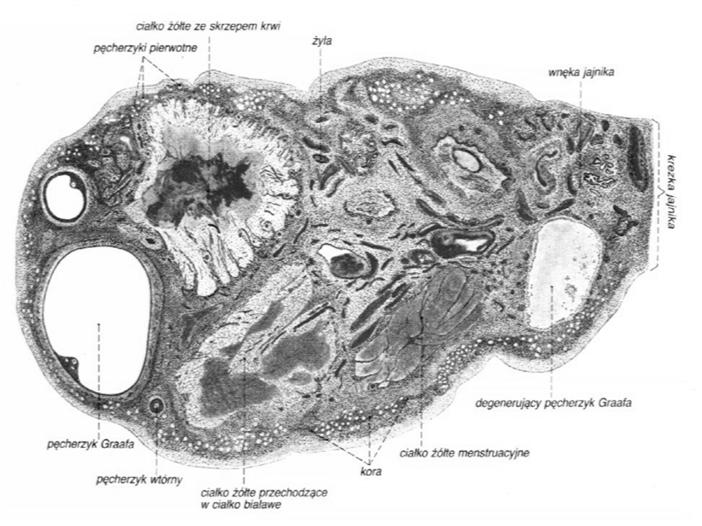 jajnikowych Pęcherzyki zawiązkowe oocyt