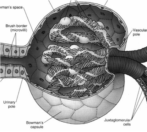 nefronów) - otwierają się na szczytach brodawek