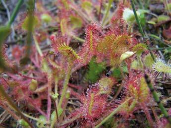 Z gatunków charakterystycznych występują tu: starzec lepki Senecio viscosus, poziewnik polny Galeopsis ladanum, wierzbownica wzgórzowa Epilobium collinum, bodziszek cuchnący Geranium robertianum.