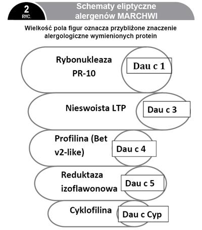 pyłku brzozy[6]. Biochemicznie komponenta Bet v 6 to reduktaza (phenylocoumaran benzylic ether reductase PCBER).