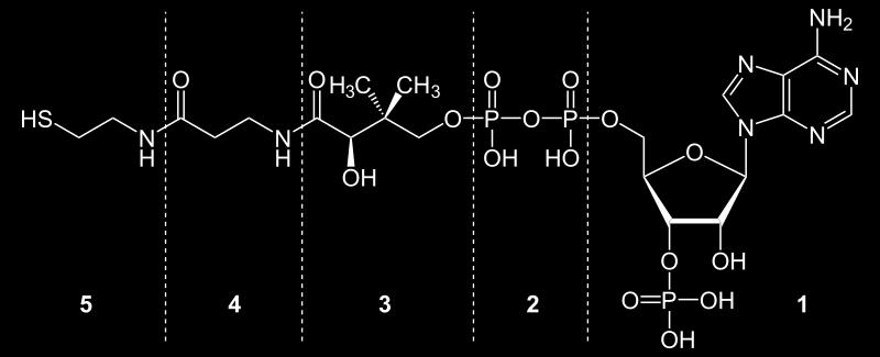 ETAP BADAŃ PRZEDKLINICZNYCH metabolizm Faza II metabolizmu: -sprzęganie z kwasem glukuronowym -sprzęganie