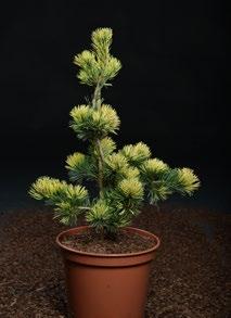 PInus