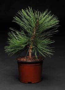 Picea