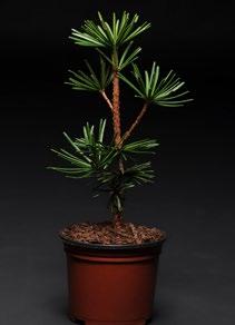 Pinus x