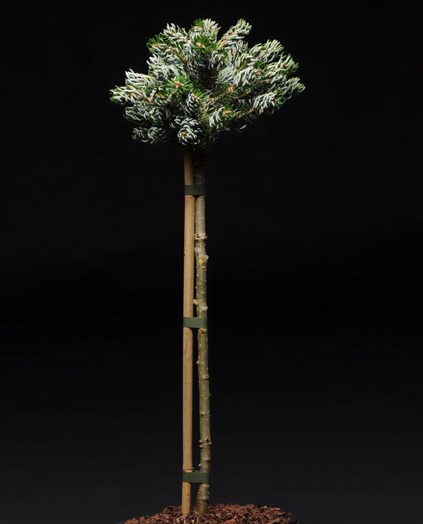 www.nowaczyk.